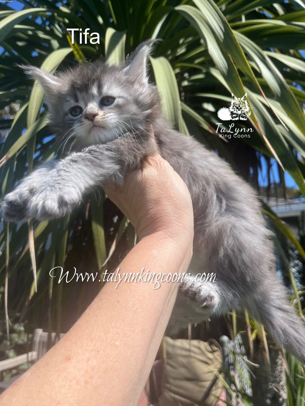 Stunning black silver ticked Maine Coon kitten for sale CA