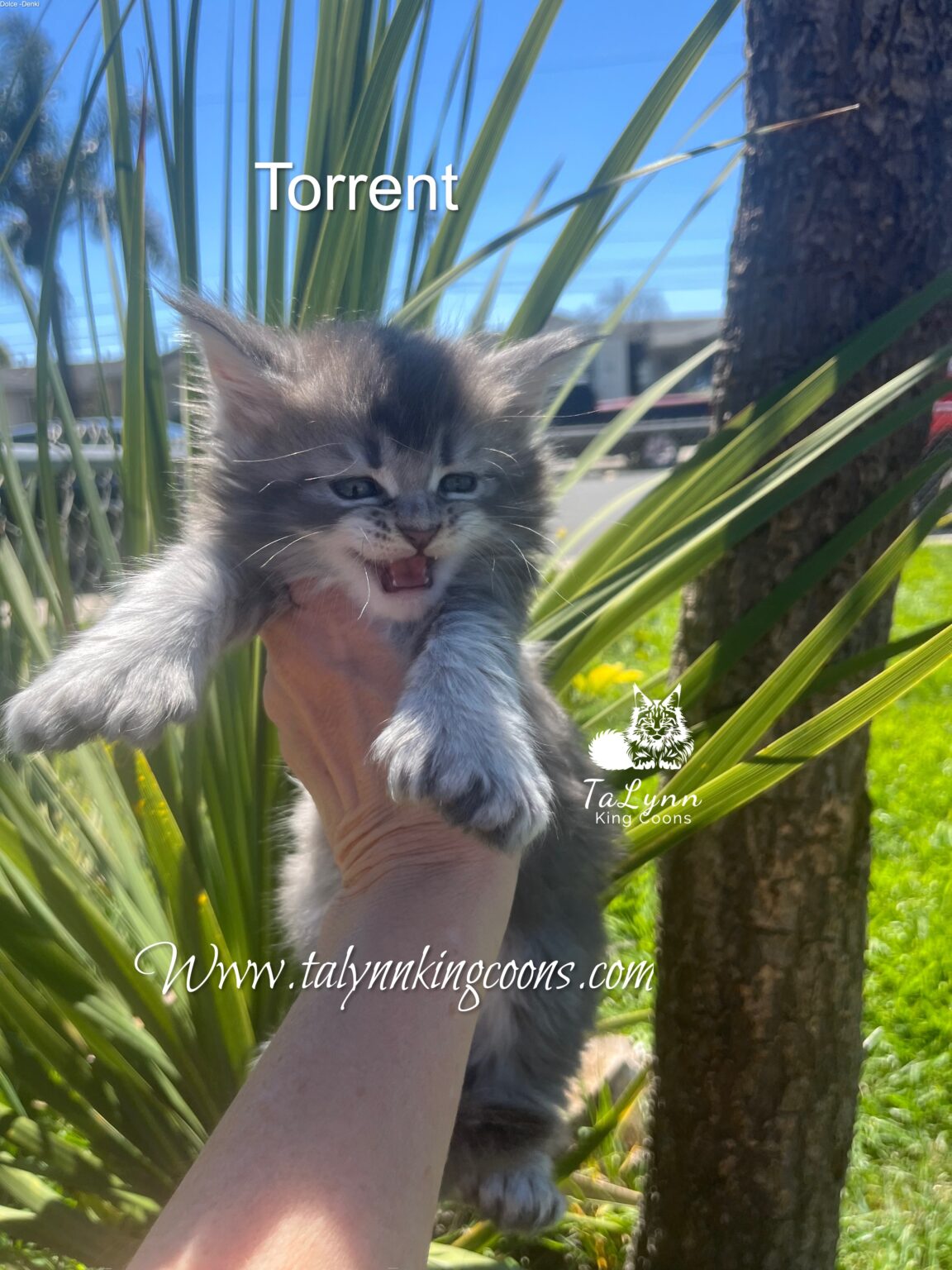 Stunning Blue Silver Poly Maine Coon kitten for sale Los Angeles CA