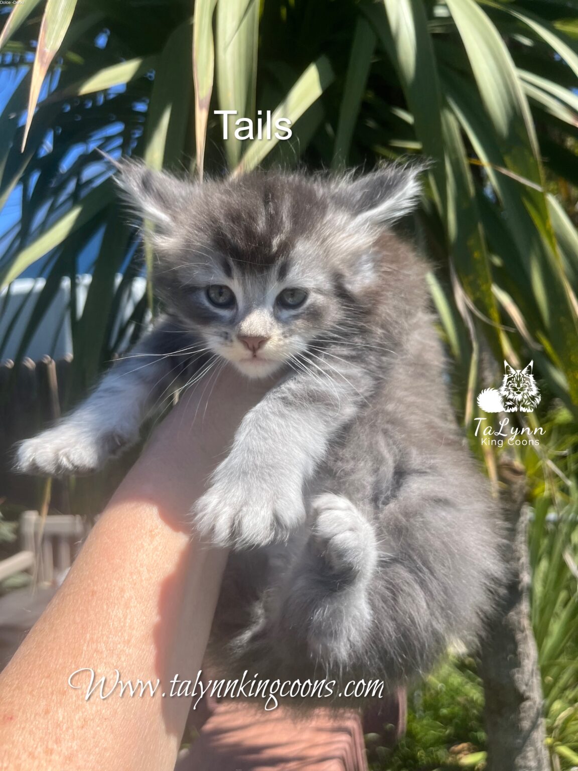 Black Silver Maine Coon Kitten for sale in Oxnard Beach
