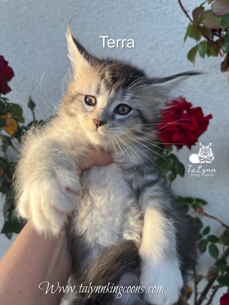 Terra - Available 8 Best Maine Coons of California California King Coons. Maine Coon kittens for sale