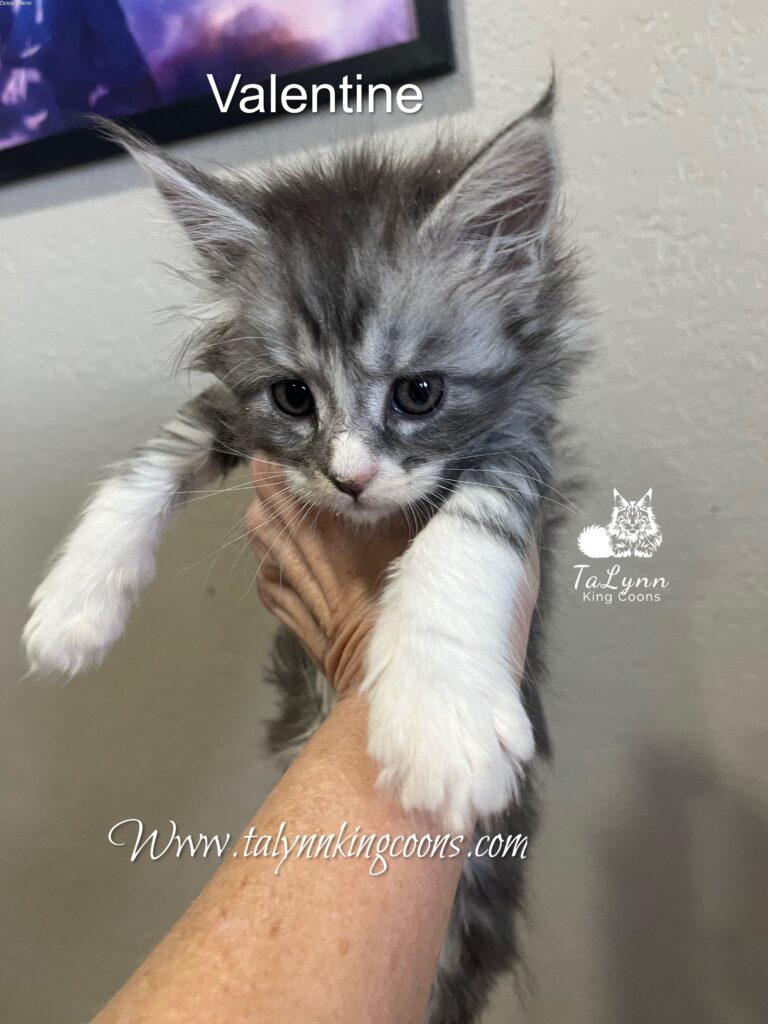 Valentine - Available 5 Black Silver with White Maine Coon Girl