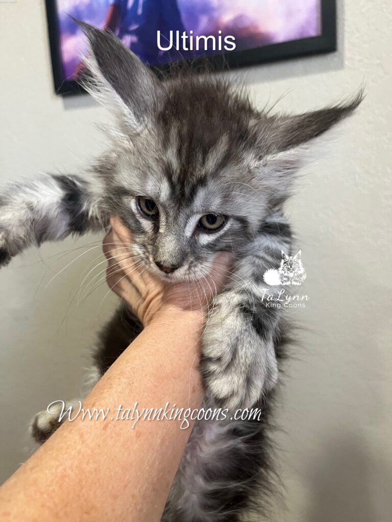 Ulyimis - Available 4 Black Sliver Maine Coon Boy