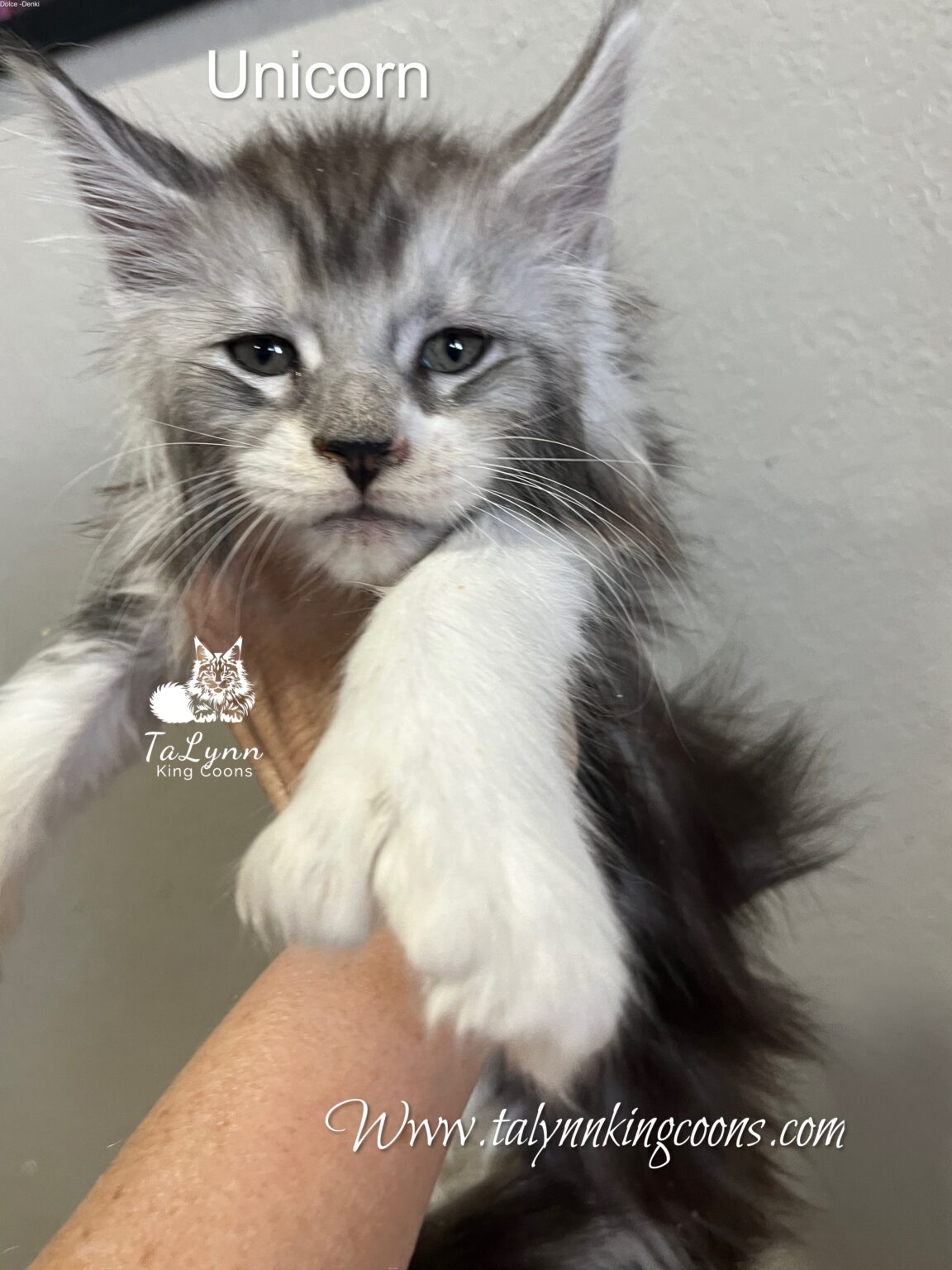 Black Silver with White Male Maine Coon
