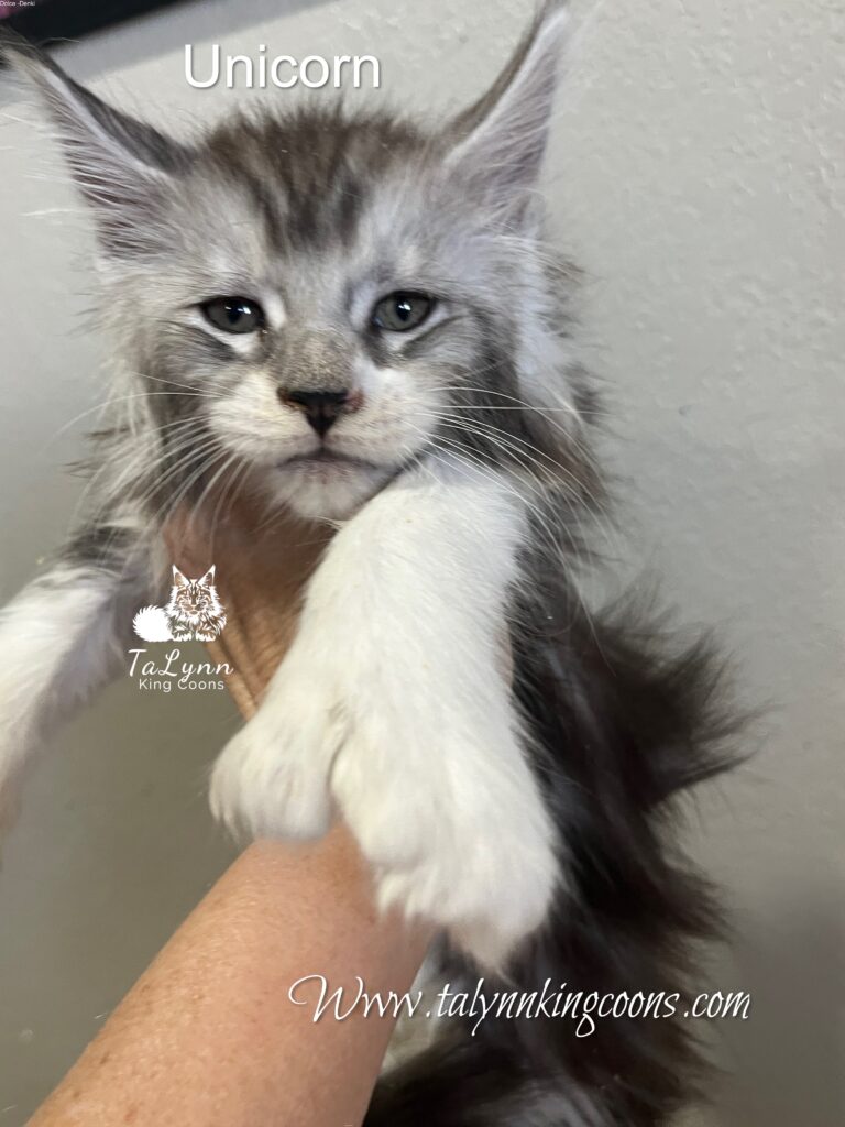 Unicorn - Available 2 Black Silver with White Male Maine Coon