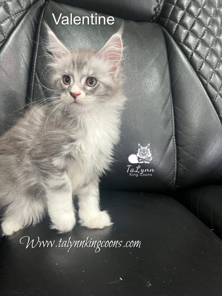 Valentine - Available 5 IMG 0514