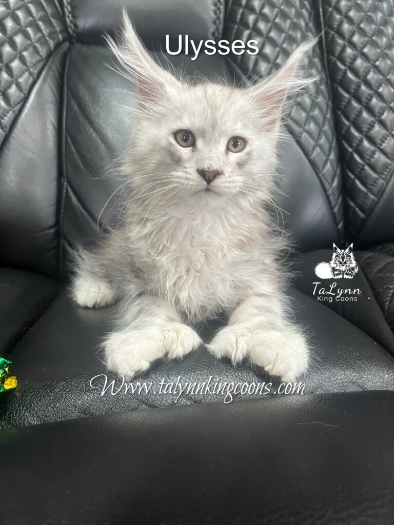Ulysses - Available 1 IMG 0516