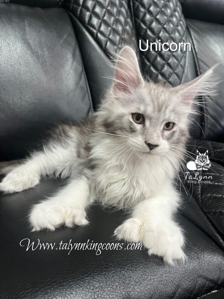 Unicorn - Available 2 IMG 0518